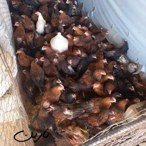 فروش مرغ زنده وجوجه محلی